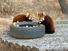 -大连森林动物园