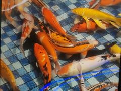 -大连圣亚海洋世界