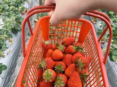 -胜丰草莓采摘园