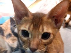 -喵店&猫咖