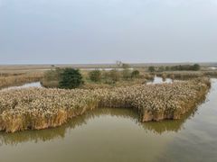 -盐城丹顶鹤湿地生态旅游区