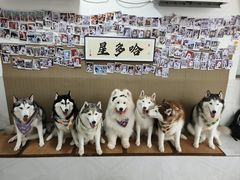 -星多哈·狗咖·拼豆·咖啡