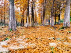 -南京市无想山景区