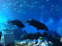 -海棠湾洲际-涛·海底餐厅·美人鱼·自助餐·海底隧道