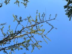 -新虹桥中心花园