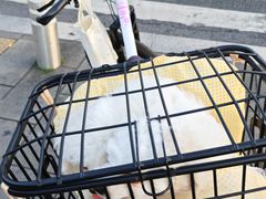 -博特宠物医院24h犬猫全科.骨科·异宠