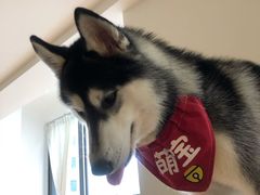 -Husky Go! 哈士奇体验馆·宠物咖啡厅狗咖