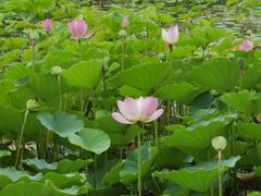 -莲花池公园