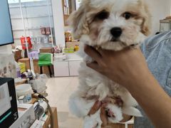 -翊宠yipet猫狗购宠庄园犬舍•猫舍