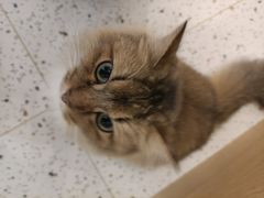 -猫域·湾主题猫咖·宠物吧(南坪城市广场店)