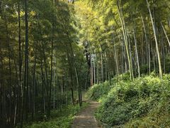 -上海佘山国家森林公园天马山园