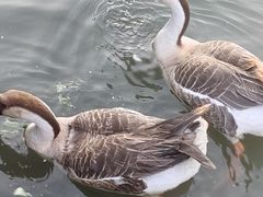 -海珠湖公园