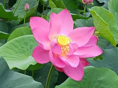 -莲花池公园