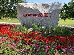 -御林古桑园