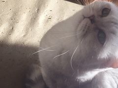 -MOYOYO猫咪咖啡店