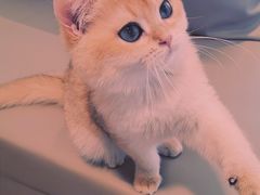 -猫腻·猫咖·撸猫馆(星光大道店)