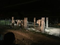 -清迈夜间动物园