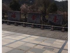 -香雪海