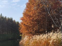 -溱湖国家湿地公园