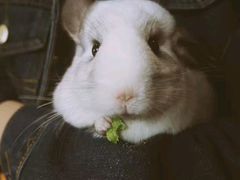 优雅乖巧的小龙猫-藦茜花园宠物主题亲子互动体验馆(国顺东路店)