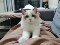 -lincat·猫舍(广州店)