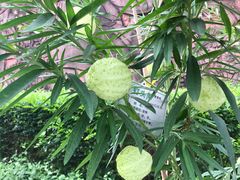 -广州神农草堂中医药博物馆