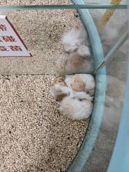 -神奇动物撸宠馆·羊驼·小浣熊·异宠(豫园店)