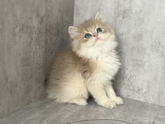 -小猫来了·猫舍(红山六九七九店)