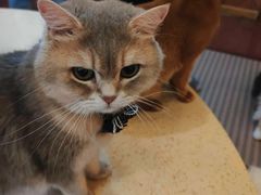 -MOCHA明星猫咖(田子坊店)