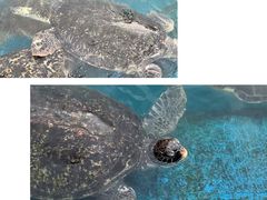 -广东惠东海龟国家级自然保护区