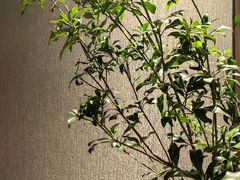 -三利音·浦之舟(滨江大道店)