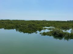 -北海金海湾红树林生态旅游区