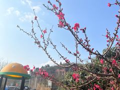-桃源山庄·水蜜桃采摘·柴火鸡·烧烤团建(龙泉山店)