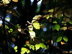 -重庆市江北嘴中央商务区中央公园