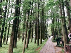 -同里国家湿地公园