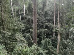 -西双版纳原始森林公园