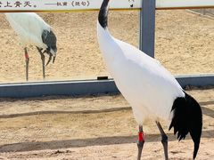 -盐城丹顶鹤湿地生态旅游区