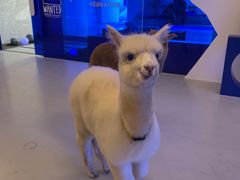 -Blue Concept Cafe&Farm·關於藍