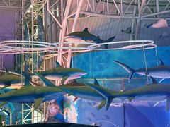 -烟台海昌鲸鲨海洋公园