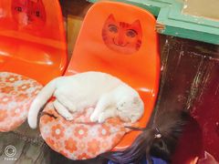 -猫咪博物馆(顶澳仔猫街店)