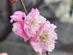 -无锡梅园公园