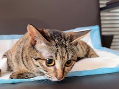 -福懋动物医院·犬猫全科·外科·重症科(杏林分院)
