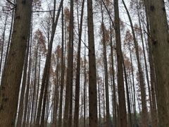 -黄海国家森林公园