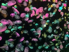 -珠海长隆海洋王国