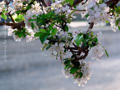 -海棠花溪(元大都城垣遗址公园)