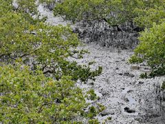-北海金海湾红树林生态旅游区