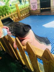 -萌宠亲子动物乐园(槐房万达店)