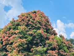 -中国科学院西双版纳热带植物园