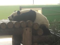 -石家庄市动物园