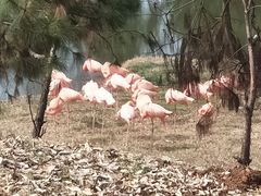 -合肥野生动物园
